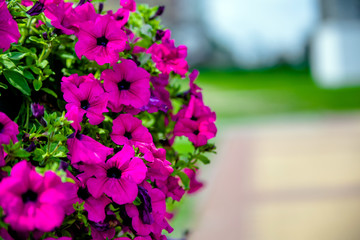 Colorful petunias grow on flower beds in the city