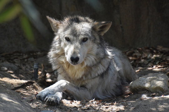 Thick Shaggy Furred Timber Wolf on Leaves