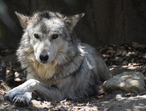 Elegant Wolf with His Paws Crossed in Relaxation