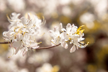 Obraz premium White rhododendron blooms against the background of green grass 