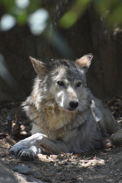 Gorgeous Wild Wolf Resting in a Grove