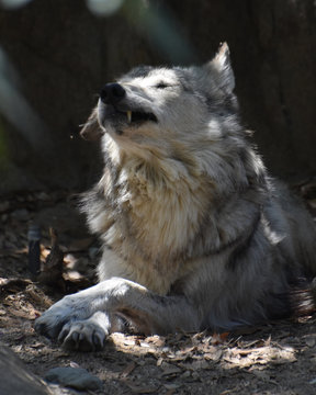 Wolf With HIs Eyes Closed Showing His Canine Teeth