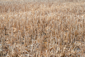 Stubble field after harvesting the wheat