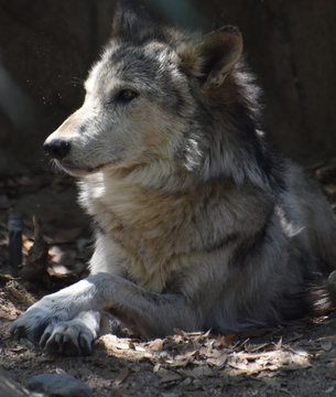 Fantastic Capture of a Timber Wolf Resting