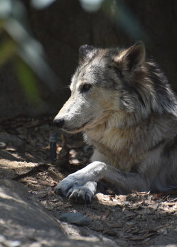 Gorgeous Profile of a Timber Wolf with his Paws Crossed