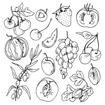 Berries and fruits, vector set of line drawings for design and illustration.