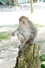 Pig-tailed macaque, Monkey stand on branch