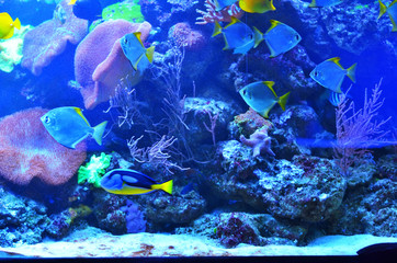 Fototapeta na wymiar A flock of silver fish swims near coral