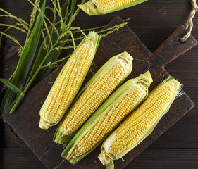 fresh ripe corn cobs on a brown wooden board