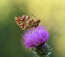 Kleiner Perlmuttfalter