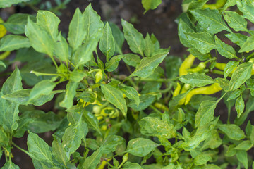 Bah&ccedil;ede yetişen sebzeler