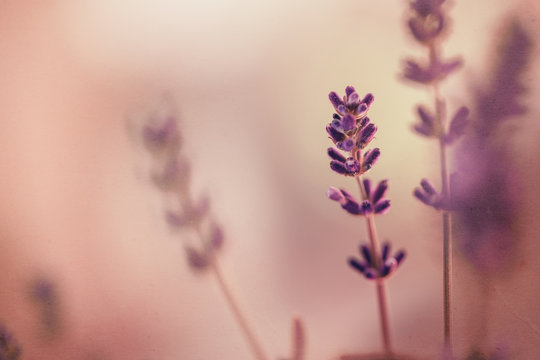 Fototapeta Lavendel im Fokus