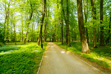 Fototapeta na wymiar Sandy path along green spring park in rural area. Park landscape