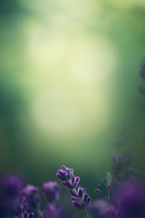 Obraz na płótnie Canvas Lavendel vor grünen Hintergrund