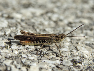 skoczek