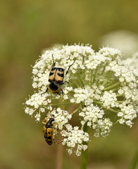 Pinselkäfer, Trichius fasciatus, Gefleckter Schmalbock, Rutpela maculata,