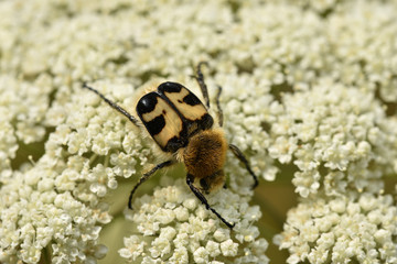 Pinselkäfer,Trichius fasciatus