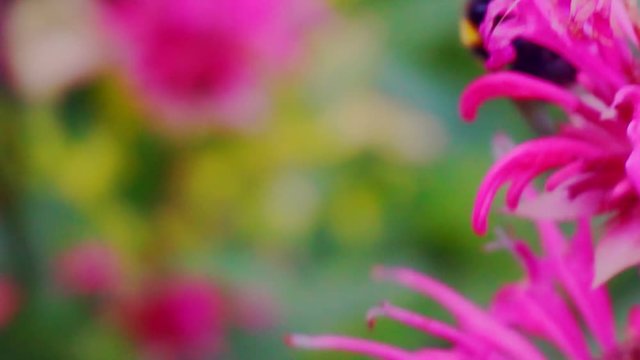 monadra flowers close-up