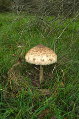 Riesenschirmling; Parasolpilz; Macrolepiota;