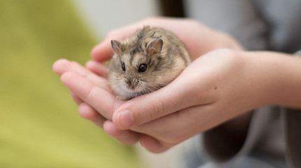 A young girl cradling an adorable hamster in her hands.