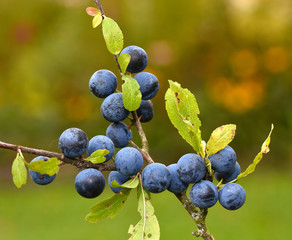 Schlehdorn; Prunus spinosa; sloe; blackthorn;