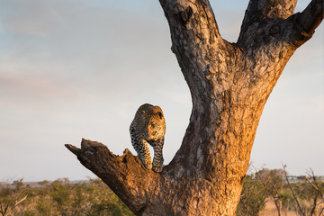 Leopard standing in a tree on beautiful winters day