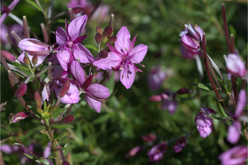 Obraz premium Fleischers Weidenröschen