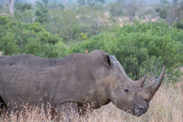 Fototapeta premium Rhino standing in the grass surrounded by trees and bushes