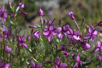 Fleischers Weidenr&ouml;schen