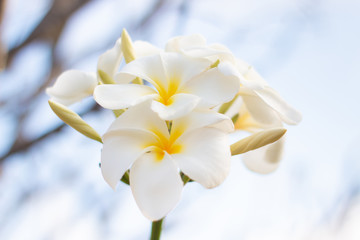 Obraz na płótnie Canvas white plumeria flower ( frangipani ) in natural garden . . hawaii style in tropical spring season . exotic fresh common bouquet . bunch of flower in asian , Thailand