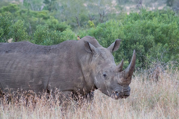 Curious Rhino standing in the grass surrounded by trees and bushes