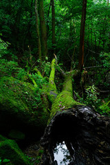 Yakushima Collection