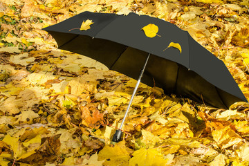 Black umbrella on yellow autumn leaves on sunny day