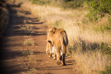 Two lions walking away on the dirt road