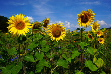 Sonnenblume, helianthus annuus, sunflower,