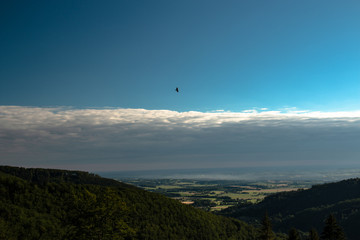 Fototapeta na wymiar Flaing bird over the mountains