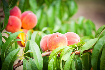 Peach tree with fruits growing in the garden. Peach orchard.