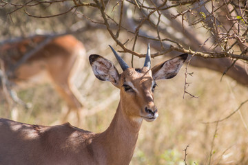 Young impala standing under thorn tree