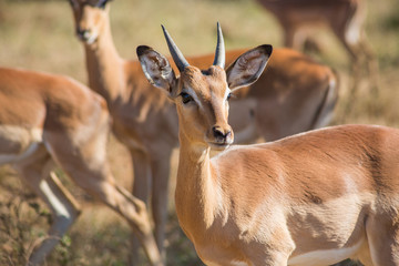 Young impala amongst group of others