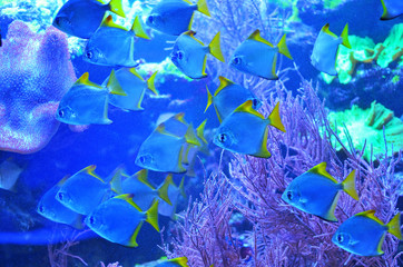 Fototapeta na wymiar A swarm of silver fish floats in pink corals