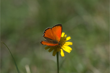 Dukatenfalter auf Blume