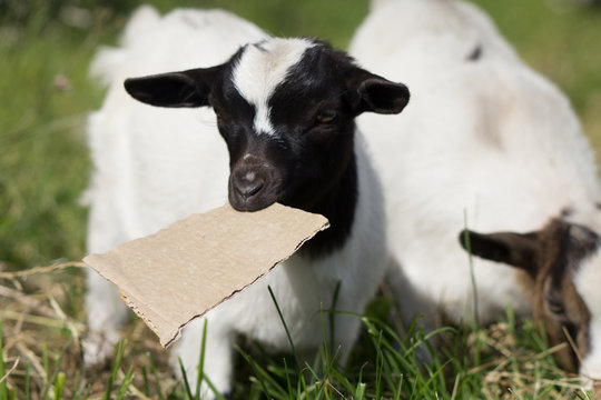 capretta bianca e nera