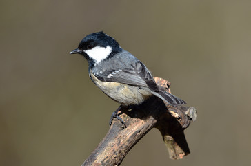 Tannenmeise; Parus ater;