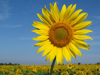 Fototapeta premium Blooming sunflower in sunny day on background of sunflowers field and blue sky. Picturesque summer landscape, concept for production cooking oil and seeds