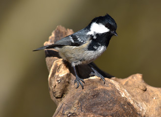 Tannenmeise; Parus ater;