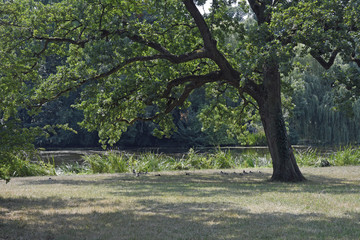 baum am teichufer im landschaftspark schönbusch bei aschaffenburg