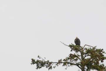 Weisskopfseeadler in Alaska