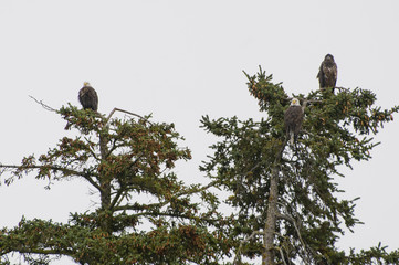 Weisskopfseeadlerfamilie in Alaska II