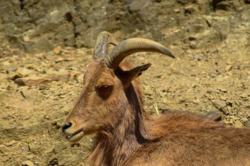 Profile photo Ammotragus lervia.