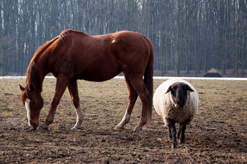 Horse whit sheep